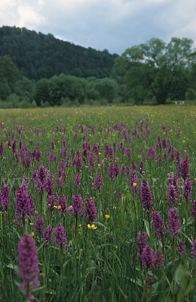 Breitblättrige Kuckucksblume (Dactylorhiza majalis)