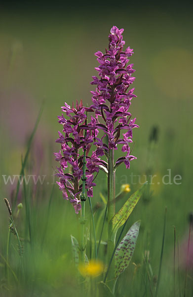 Breitblättrige Kuckucksblume (Dactylorhiza majalis)