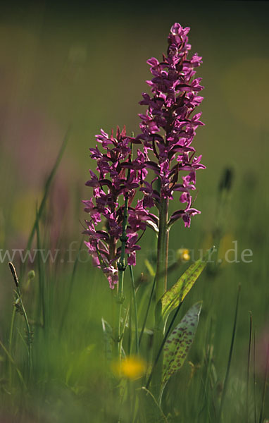 Breitblättrige Kuckucksblume (Dactylorhiza majalis)