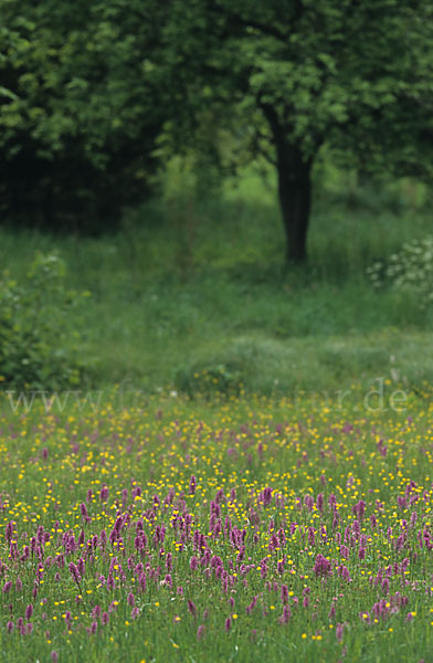 Breitblättrige Kuckucksblume (Dactylorhiza majalis)