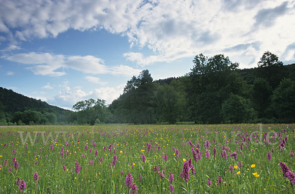 Breitblättrige Kuckucksblume (Dactylorhiza majalis)