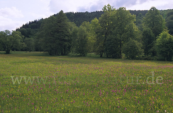 Breitblättrige Kuckucksblume (Dactylorhiza majalis)