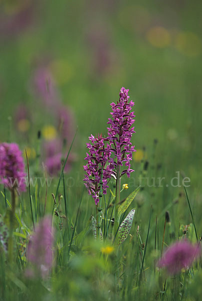 Breitblättrige Kuckucksblume (Dactylorhiza majalis)