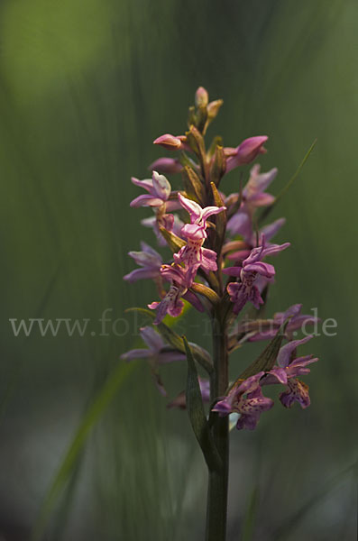 Breitblättrige Kuckucksblume (Dactylorhiza majalis)