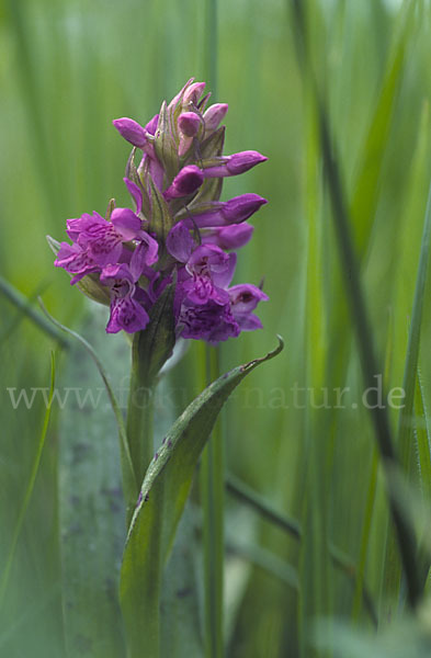 Breitblättrige Kuckucksblume (Dactylorhiza majalis)