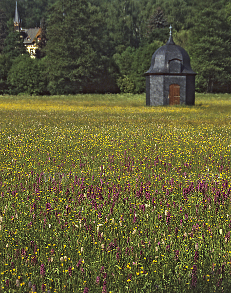 Breitblättrige Kuckucksblume (Dactylorhiza majalis)