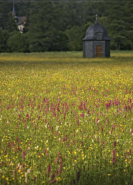 Breitblättrige Kuckucksblume (Dactylorhiza majalis)