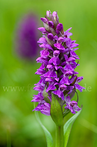 Breitblättrige Kuckucksblume (Dactylorhiza majalis)