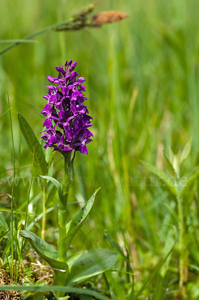 Breitblättrige Kuckucksblume (Dactylorhiza majalis)