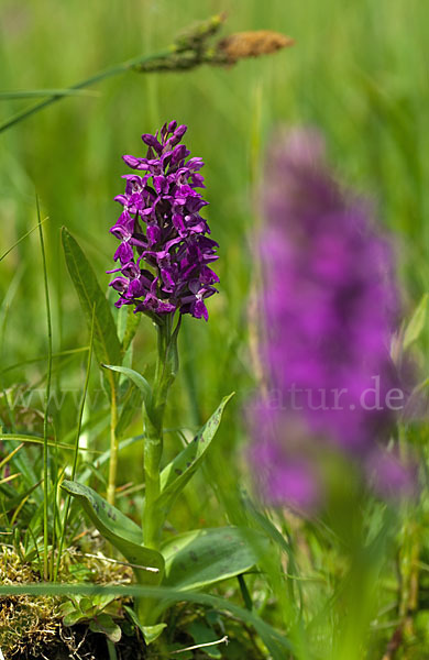 Breitblättrige Kuckucksblume (Dactylorhiza majalis)