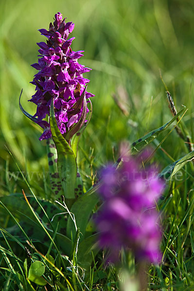 Breitblättrige Kuckucksblume (Dactylorhiza majalis)