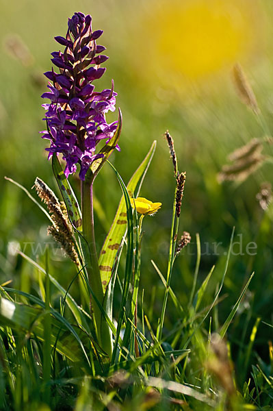 Breitblättrige Kuckucksblume (Dactylorhiza majalis)