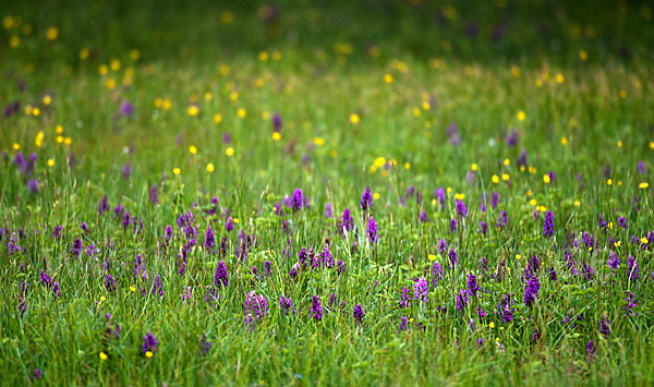 Breitblättrige Kuckucksblume (Dactylorhiza majalis)