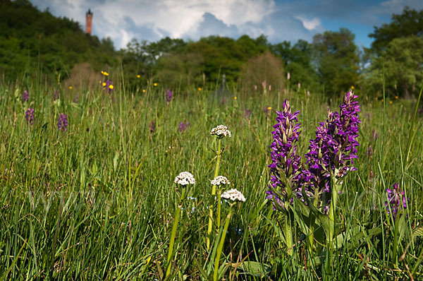 Breitblättrige Kuckucksblume (Dactylorhiza majalis)