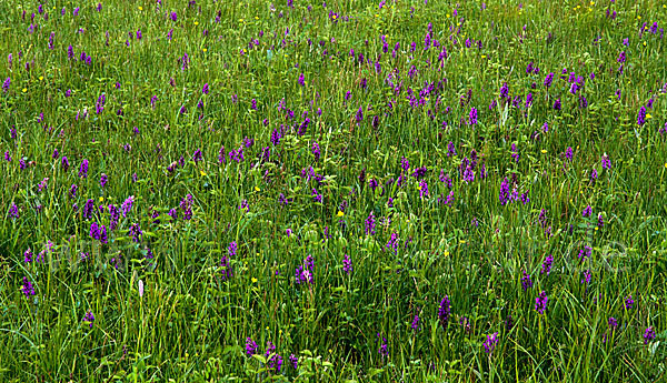 Breitblättrige Kuckucksblume (Dactylorhiza majalis)