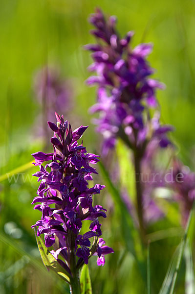 Breitblättrige Kuckucksblume (Dactylorhiza majalis)