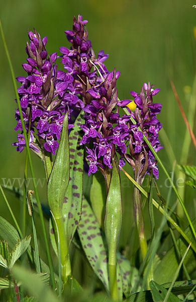 Breitblättrige Kuckucksblume (Dactylorhiza majalis)