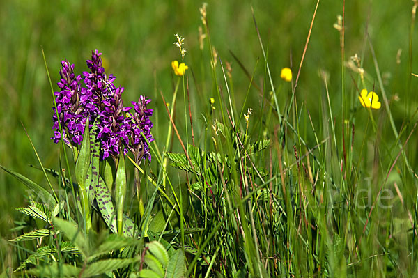 Breitblättrige Kuckucksblume (Dactylorhiza majalis)