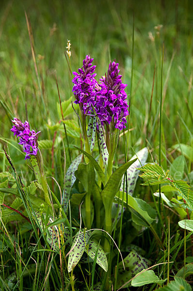 Breitblättrige Kuckucksblume (Dactylorhiza majalis)