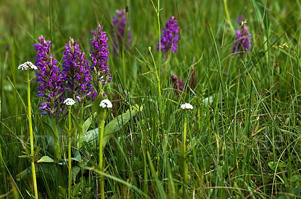 Breitblättrige Kuckucksblume (Dactylorhiza majalis)