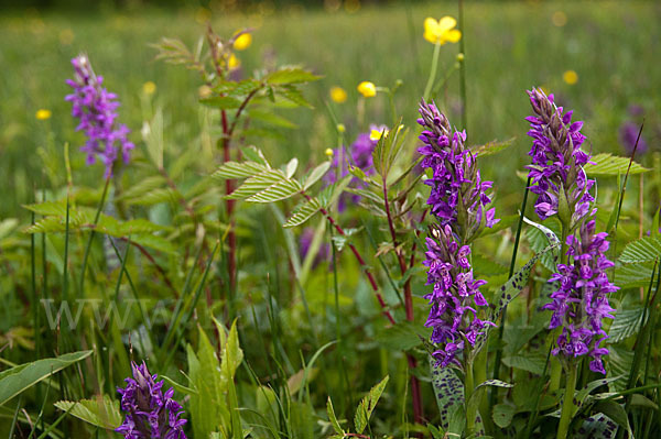 Breitblättrige Kuckucksblume (Dactylorhiza majalis)