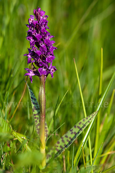 Breitblättrige Kuckucksblume (Dactylorhiza majalis)