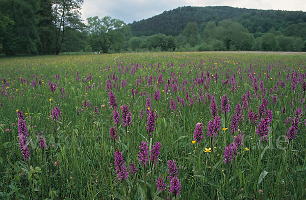 Breitblättrige Kuckucksblume (Dactylorhiza majalis)