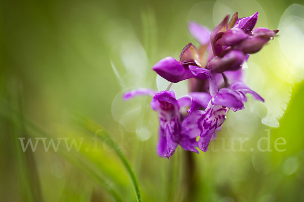 Breitblättrige Kuckucksblume (Dactylorhiza majalis)