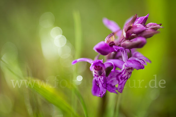 Breitblättrige Kuckucksblume (Dactylorhiza majalis)