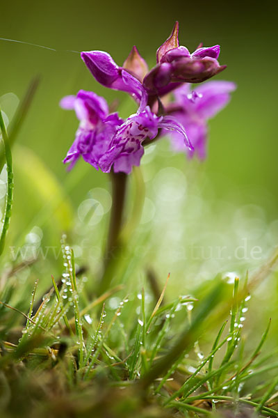 Breitblättrige Kuckucksblume (Dactylorhiza majalis)