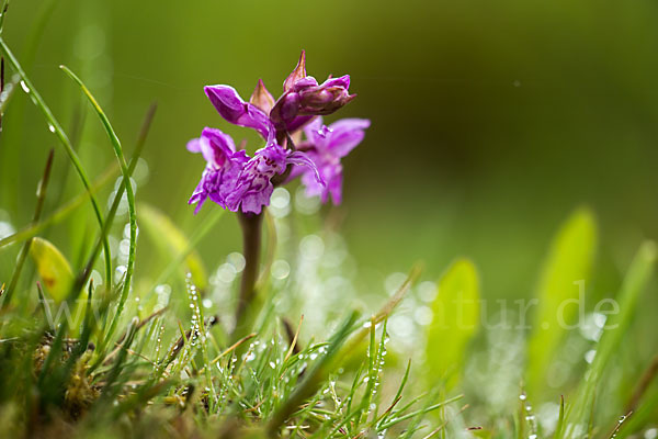 Breitblättrige Kuckucksblume (Dactylorhiza majalis)