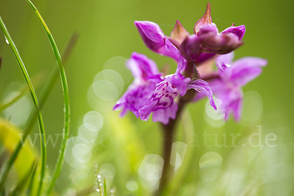 Breitblättrige Kuckucksblume (Dactylorhiza majalis)