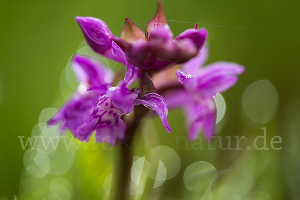 Breitblättrige Kuckucksblume (Dactylorhiza majalis)