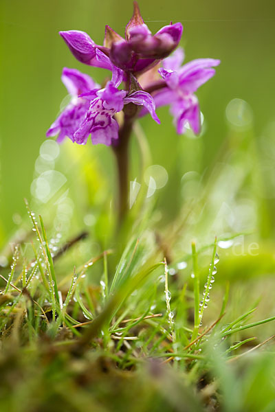 Breitblättrige Kuckucksblume (Dactylorhiza majalis)