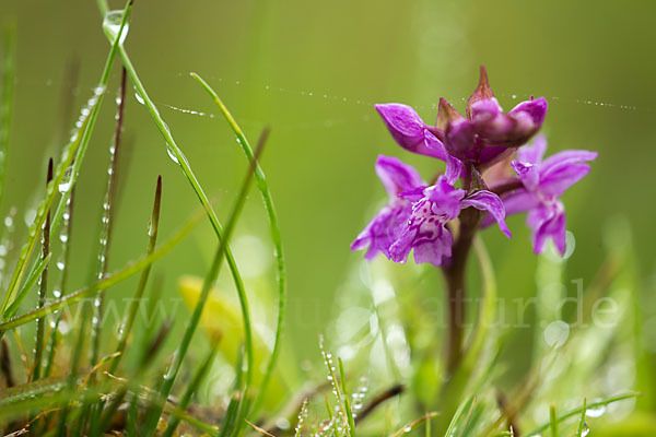 Breitblättrige Kuckucksblume (Dactylorhiza majalis)