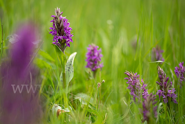 Breitblättrige Kuckucksblume (Dactylorhiza majalis)
