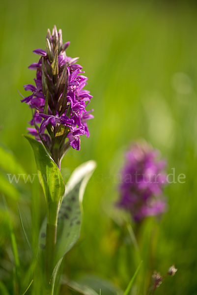 Breitblättrige Kuckucksblume (Dactylorhiza majalis)