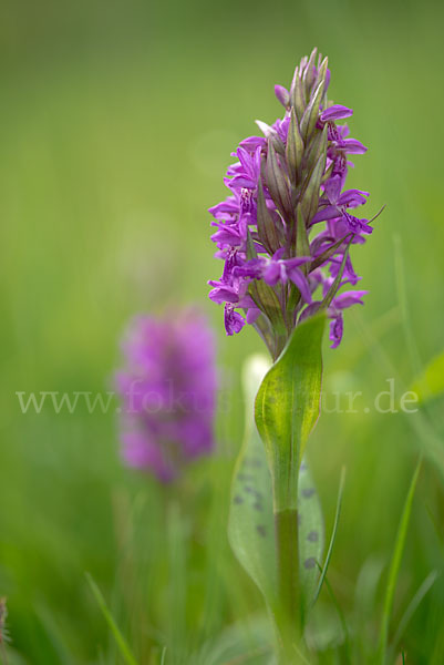 Breitblättrige Kuckucksblume (Dactylorhiza majalis)