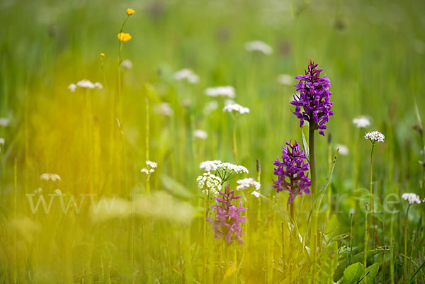 Breitblättrige Kuckucksblume (Dactylorhiza majalis)