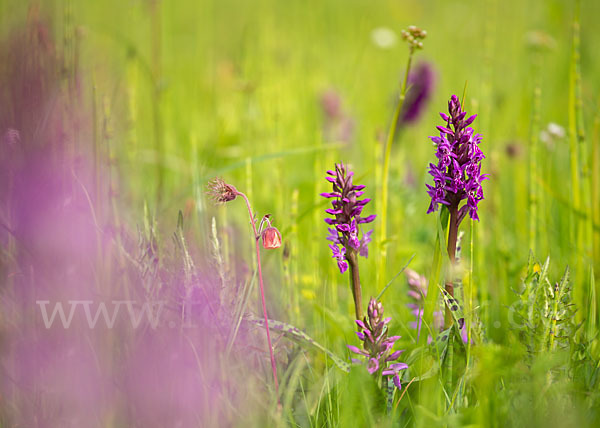 Breitblättrige Kuckucksblume (Dactylorhiza majalis)