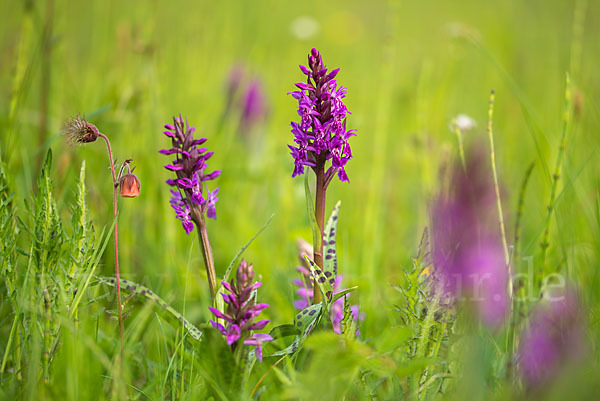 Breitblättrige Kuckucksblume (Dactylorhiza majalis)