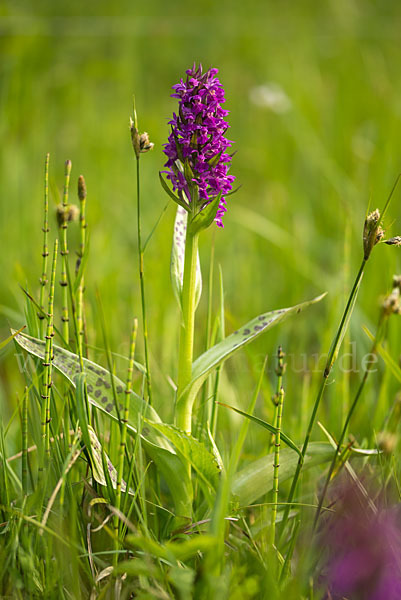 Breitblättrige Kuckucksblume (Dactylorhiza majalis)