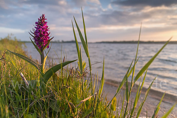 Breitblättrige Kuckucksblume (Dactylorhiza majalis)