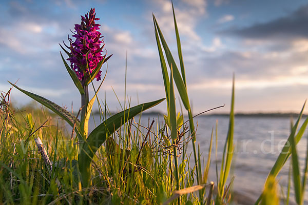 Breitblättrige Kuckucksblume (Dactylorhiza majalis)