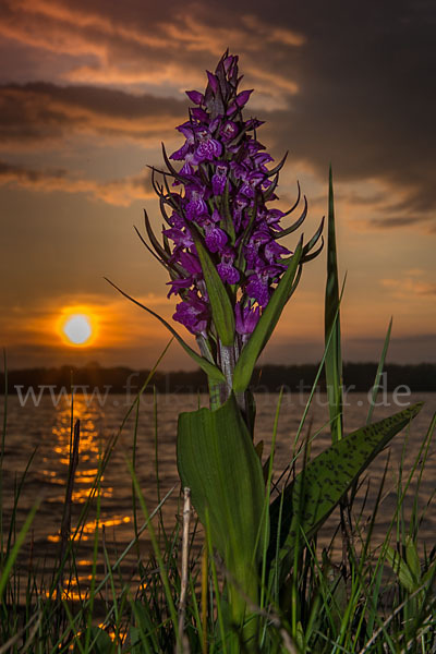 Breitblättrige Kuckucksblume (Dactylorhiza majalis)