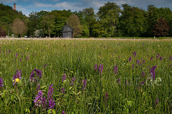 Breitblättrige Kuckucksblume (Dactylorhiza majalis)