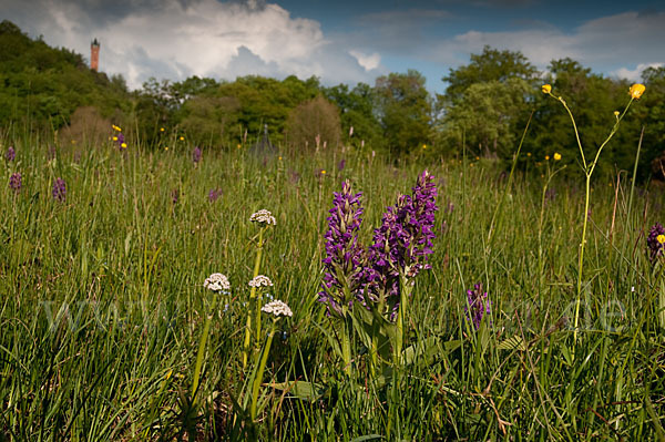 Breitblättrige Kuckucksblume (Dactylorhiza majalis)