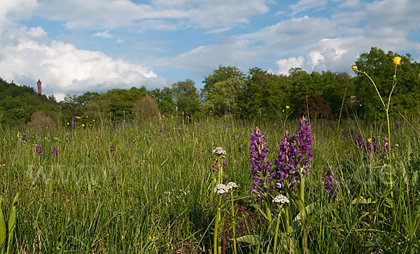 Breitblättrige Kuckucksblume (Dactylorhiza majalis)