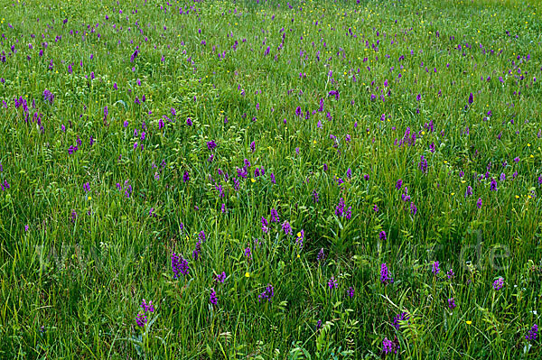 Breitblättrige Kuckucksblume (Dactylorhiza majalis)