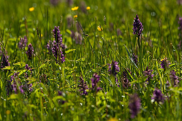 Breitblättrige Kuckucksblume (Dactylorhiza majalis)